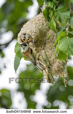 Eurasian Penduline Tit (Remiz pendulinus), adult feeding young tits in nest, Middle Elbe Biosphere Reserve, Saxony-Anhalt, Germany, Europe View Large Photo Image Stock Photo - Eurasian Penduline Tit (Remiz pendulinus), adult feeding young tits in nest, Middle Elbe Biosphere Reserve, Saxony-Anhalt, Germany, Europe. Fotosearch