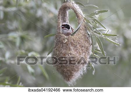 Eurasian Penduline Tit (Remiz pendulinus), male in semifinished nest, calling, Lake Neusiedl, Burgenland, Austria, Europe View Large Photo Image Stock Photograph - Eurasian Penduline Tit (Remiz pendulinus), male in semifinished nest, calling, Lake Neusiedl, Burgenland, Austria, Europe. Fotosearch