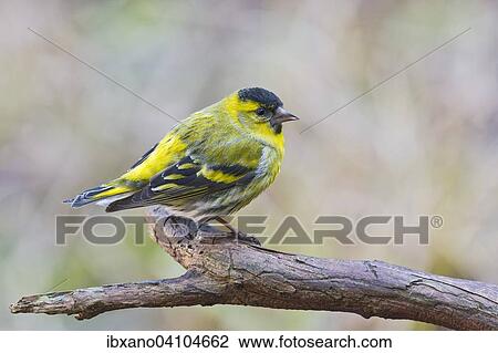 Stock Image - Eurasian Siskin (Carduelis spinus), male, Tyrol, Austria, Europe. Fotosearch