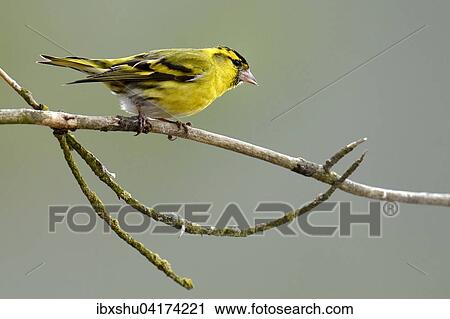Stock Image - Eurasian Siskin (Carduelis spinus) sitting on branch, Hedmark, Norway, Europe. Fotosearch