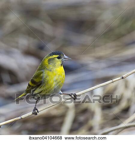 Eurasian Siskin (Carduelis spinus), male, Tyrol, Austria, Europe View Large Photo Image Stock Photo - Eurasian Siskin (Carduelis spinus), male, Tyrol, Austria, Europe. Fotosearch