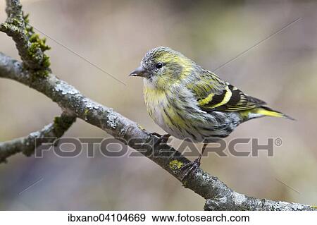 Stock Photo - Eurasian Siskin (Carduelis spinus), male, Tyrol, Austria, Europe. Fotosearch