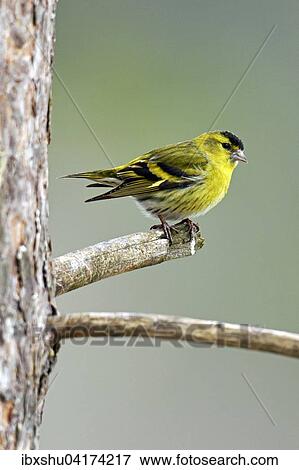 Eurasian Siskin (Carduelis spinus) sitting on branch, Hedmark, Norway, Europe View Large Photo Image Stock Photo - Eurasian Siskin (Carduelis spinus) sitting on branch, Hedmark, Norway, Europe. Fotosearch