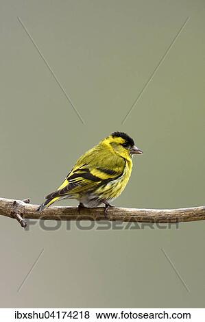 Eurasian Siskin (Carduelis spinus) sitting on branch, Hedmark, Norway, Europe View Large Photo Image Stock Photo - Eurasian Siskin (Carduelis spinus) sitting on branch, Hedmark, Norway, Europe. Fotosearch