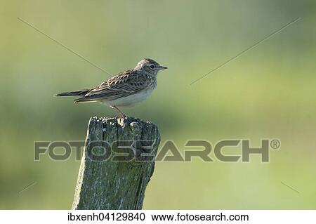 Eurasian Skylark (Alauda arvensis), Emsland, Lower Saxony, Germany, Europe View Large Photo Image Stock Image - Eurasian Skylark (Alauda arvensis), Emsland, Lower Saxony, Germany, Europe. Fotosearch