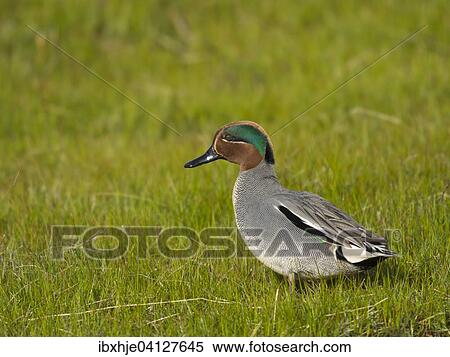 Stock Photography - Eurasian Teal (Anas crecca), Texel, Province of North Holland, The Netherlands, Europe. Fotosearch