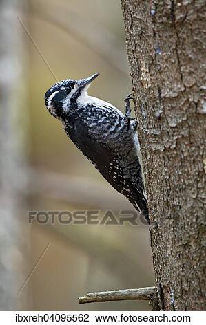 Eurasian Three-toed Woodpecker (Picoides tridactylus), Tyrol, Austria, Europe View Large Photo Image Stock Image - Eurasian Three-toed Woodpecker (Picoides tridactylus), Tyrol, Austria, Europe. Fotosearch