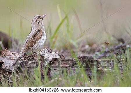Eurasian wryneck (Jynx torquilla) on ground, singing, Middle Elbe Biosphere Reserve, Saxony-Anhalt View Large Photo Image Stock Photograph - Eurasian wryneck (Jynx torquilla) on ground, singing, Middle Elbe Biosphere Reserve, Saxony-Anhalt. Fotosearch