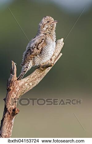 Eurasian wryneck (Jynx torquilla) singing, Middle Elbe Biosphere Reserve, Saxony-Anhalt View Large Photo Image Picture - Eurasian wryneck (Jynx torquilla) singing, Middle Elbe Biosphere Reserve, Saxony-Anhalt. Fotosearch