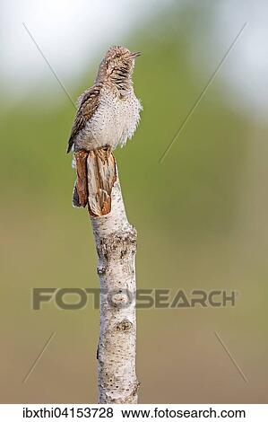 Eurasian wryneck (Jynx torquilla) singing, Middle Elbe Biosphere Reserve, Saxony-Anhalt View Large Photo Image Stock Photo - Eurasian wryneck (Jynx torquilla) singing, Middle Elbe Biosphere Reserve, Saxony-Anhalt. Fotosearch