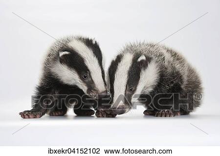 European badger (Meles meles), two young badgers, sniffing View Large Photo Image Stock Image - European badger (Meles meles), two young badgers, sniffing. Fotosearch