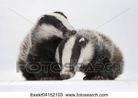 European badger (Meles meles), two young badgers View Large Photo Image Stock Image - European badger (Meles meles), two young badgers. Fotosearch