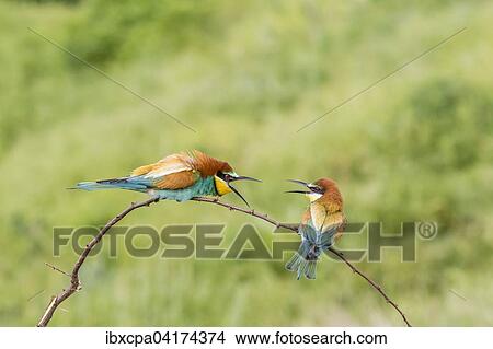 European bee-eater (Merops apiaster), two birds sitting on branch and arguing, Ruse Province, Bulgaria, Europe View Large Photo Image Picture - European bee-eater (Merops apiaster), two birds sitting on branch and arguing, Ruse Province, Bulgaria, Europe. Fotosearch