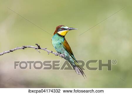 European bee-eater (Merops apiaster), sitting on branch, Ruse Province, Bulgaria, Europe View Large Photo Image Stock Image - European bee-eater (Merops apiaster), sitting on branch, Ruse Province, Bulgaria, Europe. Fotosearch
