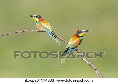 European bee-eater (Merops apiaster), two birds sitting on branch, Ruse Province, Bulgaria, Europe View Large Photo Image Stock Image - European bee-eater (Merops apiaster), two birds sitting on branch, Ruse Province, Bulgaria, Europe. Fotosearch