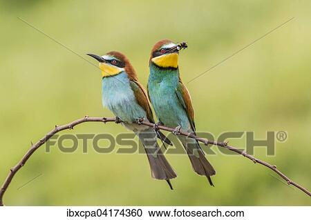 Stock Image - European bee-eater (Merops apiaster), two birds sitting on branch, one with bumblebee in its beak, Ruse Province, Bulgaria, Europe. Fotosearch