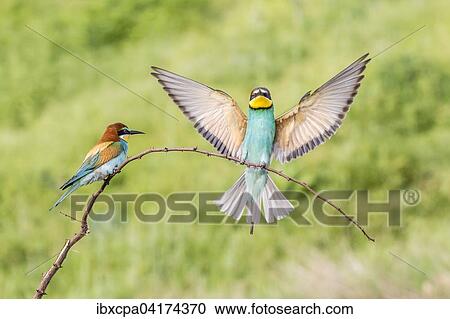 European bee-eater (Merops apiaster), one bird on branch and one landing next to it, Ruse Province, Bulgaria, Europe View Large Photo Image Stock Image - European bee-eater (Merops apiaster), one bird on branch and one landing next to it, Ruse Province, Bulgaria, Europe. Fotosearch