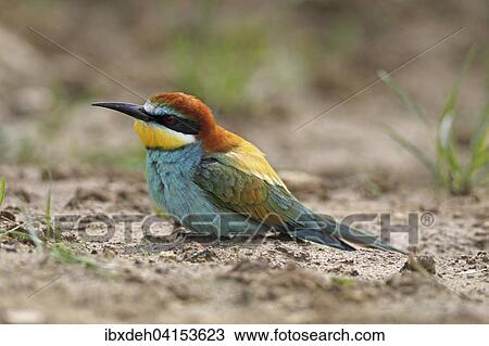 Stock Image - European bee-eater (Merops apiaster) taking sand bath, southern Hungary. Fotosearch