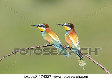 European bee-eater (Merops apiaster), two birds sitting on branch, Ruse Province, Bulgaria, Europe View Large Photo Image Stock Photo - European bee-eater (Merops apiaster), two birds sitting on branch, Ruse Province, Bulgaria, Europe. Fotosearch