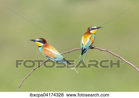 European bee-eater (Merops apiaster), two birds sitting on branch, Ruse Province, Bulgaria, Europe View Large Photo Image Stock Photo - European bee-eater (Merops apiaster), two birds sitting on branch, Ruse Province, Bulgaria, Europe. Fotosearch