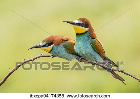 European bee-eater (Merops apiaster), two birds sitting on branch, Ruse Province, Bulgaria, Europe View Large Photo Image Stock Photo - European bee-eater (Merops apiaster), two birds sitting on branch, Ruse Province, Bulgaria, Europe. Fotosearch