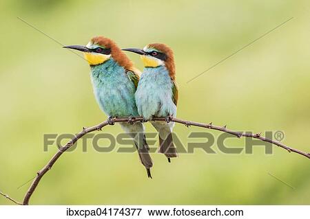 European bee-eater (Merops apiaster), two birds sitting on branch, Ruse Province, Bulgaria, Europe View Large Photo Image Stock Photo - European bee-eater (Merops apiaster), two birds sitting on branch, Ruse Province, Bulgaria, Europe. Fotosearch