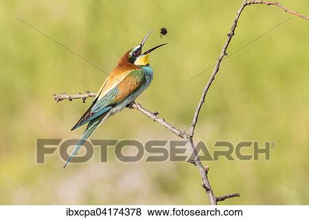European bee-eater (Merops apiaster) tossing bumbleebee into the air, Ruse Province, Bulgaria, Europe View Large Photo Image Stock Photo - European bee-eater (Merops apiaster) tossing bumbleebee into the air, Ruse Province, Bulgaria, Europe. Fotosearch