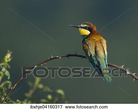 European bee-eater (Merops apiaster), Rhineland-Palatinate, Germany, Europe View Large Photo Image Stock Photo - European bee-eater (Merops apiaster), Rhineland-Palatinate, Germany, Europe. Fotosearch