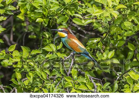 Stock Photograph - European bee-eater (Merops apiaster) sitting on branch, Ruse Province, Bulgaria, Europe. Fotosearch