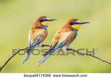 European bee-eater (Merops apiaster), two birds sitting on branch, Ruse Province, Bulgaria, Europe View Large Photo Image Stock Photograph - European bee-eater (Merops apiaster), two birds sitting on branch, Ruse Province, Bulgaria, Europe. Fotosearch
