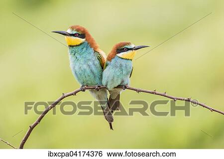 European bee-eater (Merops apiaster), two birds sitting on branch, Ruse Province, Bulgaria, Europe View Large Photo Image Stock Photograph - European bee-eater (Merops apiaster), two birds sitting on branch, Ruse Province, Bulgaria, Europe. Fotosearch