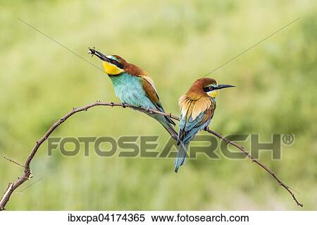 European bee-eater (Merops apiaster), two birds sitting on branch, one with bumblebee in its beak, Ruse Province, Bulgaria, Europe View Large Photo Image Stock Photography - European bee-eater (Merops apiaster), two birds sitting on branch, one with bumblebee in its beak, Ruse Province, Bulgaria, Europe. Fotosearch