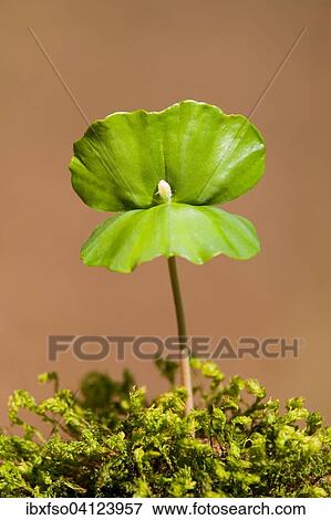 European beech (Fagus sylvatica), seedling, Lower Saxony, Germany, Europe View Large Photo Image Stock Photo - European beech (Fagus sylvatica), seedling, Lower Saxony, Germany, Europe. Fotosearch