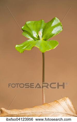 European beech (Fagus sylvatica), seedling, Lower Saxony, Germany, Europe View Large Photo Image Stock Photograph - European beech (Fagus sylvatica), seedling, Lower Saxony, Germany, Europe. Fotosearch
