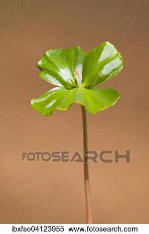European beech (Fagus sylvatica), seedling, Lower Saxony, Germany, Europe View Large Photo Image Stock Photography - European beech (Fagus sylvatica), seedling, Lower Saxony, Germany, Europe. Fotosearch