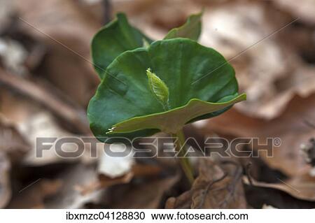 Stock Image - European Beech seedling (Fagus sylvatica), Franconia, Bavaria, Germany, Europe. Fotosearch