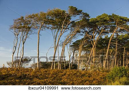 European beeches (Fagus sylvatica) and Scots pine (Pinus sylvestris), windswept trees, Darsswald by the western beach, Darss, Mecklenburg-Western Pomerania, Germany, Europe View Large Photo Image Stock Image - European beeches (Fagus sylvatica) and Scots pine (Pinus sylvestris), windswept trees, Darsswald by the western beach, Darss, Mecklenburg-Western Pomerania, Germany, Europe. Fotosearch