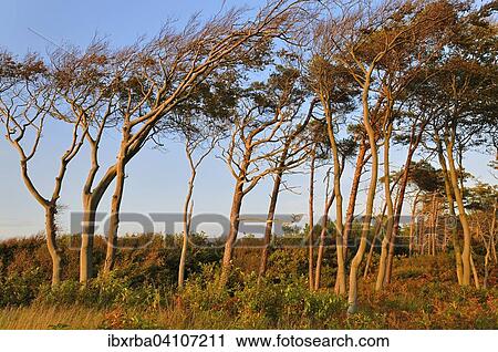 Stock Image - European beeches (Fagus sylvatica) and Scots pines (Pinus sylvestris) in the evening light on the western beach, Western Pomerania Lagoon Area National Park, Mecklenburg-Western Pomerania, Germany, Europe. Fotosearch
