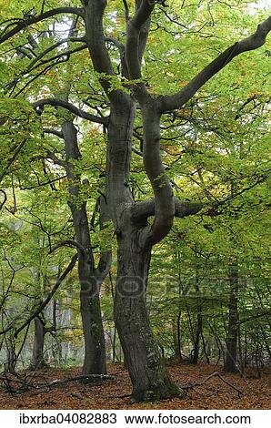 Stock Image - European beeches (Fagus sylvatica) in autumnal Darsser Wald forest, Western Pomerania Lagoon Area National Park, Mecklenburg-Western Pomerania, Germany, Europe. Fotosearch