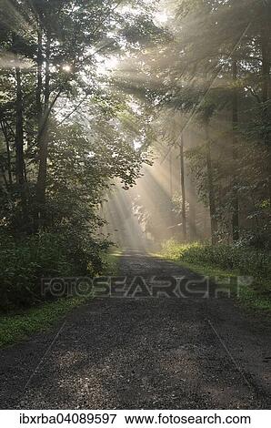 European Beeches (Fagus sylvatica), forest path in a deciduous forest, with fog at sunrise, North Rhine-Westphalia, Germany, Europe View Large Photo Image Stock Photo - European Beeches (Fagus sylvatica), forest path in a deciduous forest, with fog at sunrise, North Rhine-Westphalia, Germany, Europe. Fotosearch