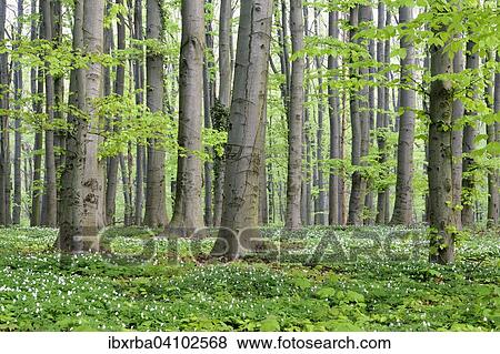 European beeches (Fagus sylvatica), deciduous forest in spring with wood anemones (Anemone nemorosa), North Rhine-Westphalia, Germany, Europe View Large Photo Image Stock Photo - European beeches (Fagus sylvatica), deciduous forest in spring with wood anemones (Anemone nemorosa), North Rhine-Westphalia, Germany, Europe. Fotosearch