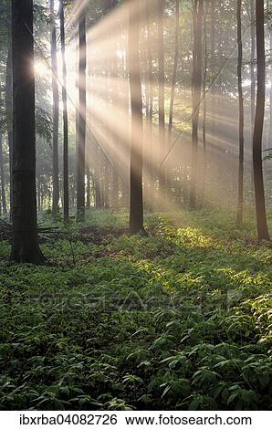 European beeches (Fagus sylvatica), deciduous forest with fog atmosphere at sunrise, North Rhine-Westphalia, Germany, Europe View Large Photo Image Stock Photograph - European beeches (Fagus sylvatica), deciduous forest with fog atmosphere at sunrise, North Rhine-Westphalia, Germany, Europe. Fotosearch