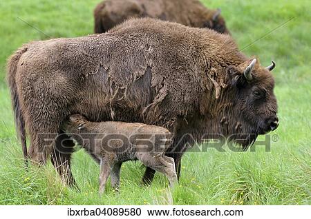 European bison (Bison bonasus), bison cow suckling her calf, captive, North Rhine-Westphalia, Germany, Europe View Large Photo Image Stock Image - European bison (Bison bonasus), bison cow suckling her calf, captive, North Rhine-Westphalia, Germany, Europe. Fotosearch