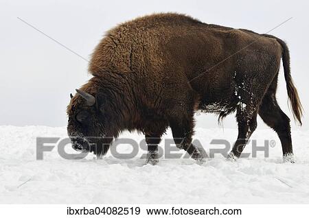 European bison (Bison bonasus), bull in the snow, captive, North Rhine-Westphalia, Germany, Europe View Large Photo Image Stock Photo - European bison (Bison bonasus), bull in the snow, captive, North Rhine-Westphalia, Germany, Europe. Fotosearch