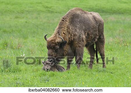 European Bison (Bison bonasus), cow licking her calf, captive, North Rhine-Westphalia, Germany, Europe View Large Photo Image Stock Image - European Bison (Bison bonasus), cow licking her calf, captive, North Rhine-Westphalia, Germany, Europe. Fotosearch