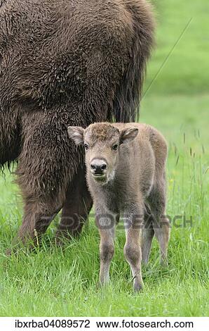 European bison (Bison bonasus), cow with calf, captive, North Rhine-Westphalia, Germany, Europe View Large Photo Image Stock Image - European bison (Bison bonasus), cow with calf, captive, North Rhine-Westphalia, Germany, Europe. Fotosearch