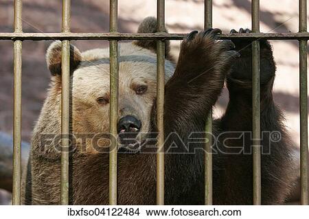European brown bear (Ursus arctos) in the cage behind bars, captive, Thuringia, Germany, Europe View Large Photo Image Picture - European brown bear (Ursus arctos) in the cage behind bars, captive, Thuringia, Germany, Europe. Fotosearch