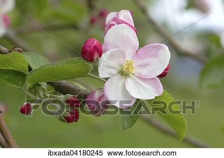 Stock Photography - European Crab Apple (Malus sylvestris), blossoming branch, North Rhine-Westphalia, Germany, Europe. Fotosearch