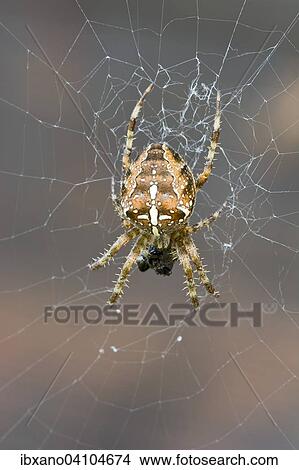 European garden spider (Araneus diadematus), Tyrol, Austria, Europe View Large Photo Image Picture - European garden spider (Araneus diadematus), Tyrol, Austria, Europe. Fotosearch