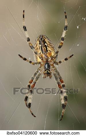 European Garden Spider (Araneus diadematus) sitting in the spiderweb, Germany, Europe View Large Photo Image Stock Image - European Garden Spider (Araneus diadematus) sitting in the spiderweb, Germany, Europe. Fotosearch